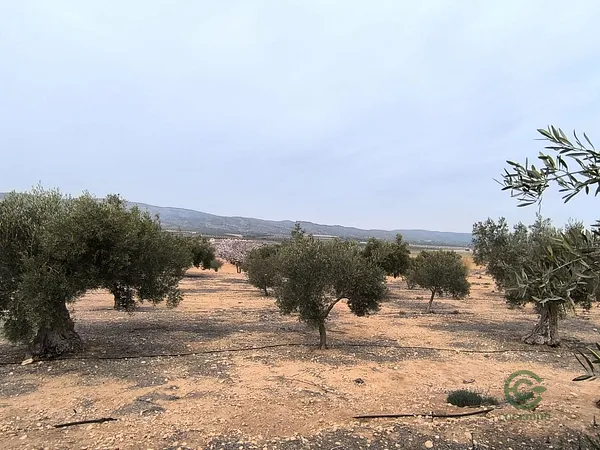 Spot image