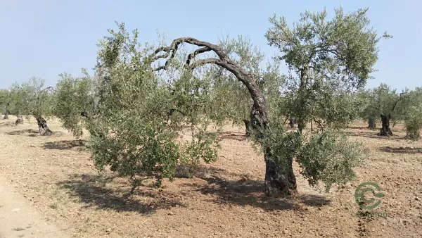 Finca agrícola de 1 ha en venta en Huelva