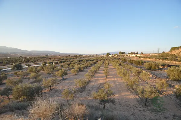 Spot image