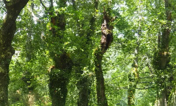 Finca agrícola de 2 ha en venta en O Saviñao, Lugo