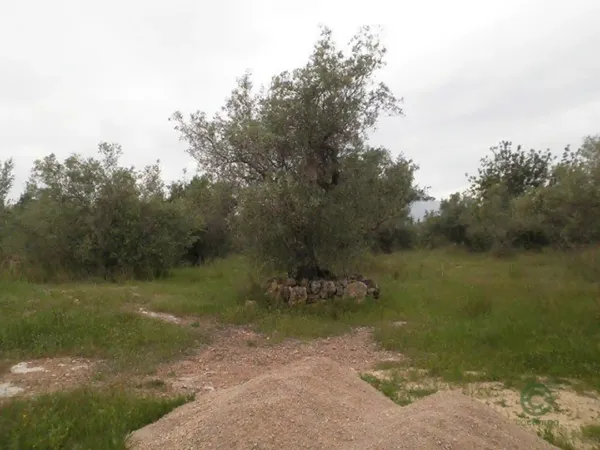 Spot image
