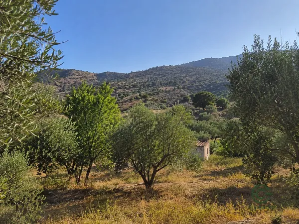 Spot image