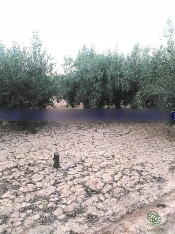 Finca agrícola de 0,24 ha en venta en Murcia, Murcia