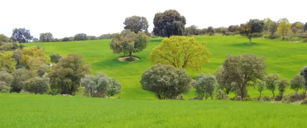 Finca rústica de 500 ha en venta en Madrid
