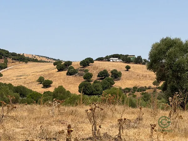 Spot image