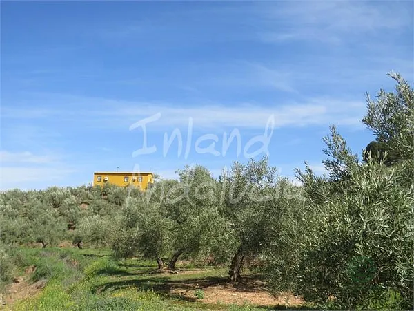Spot image