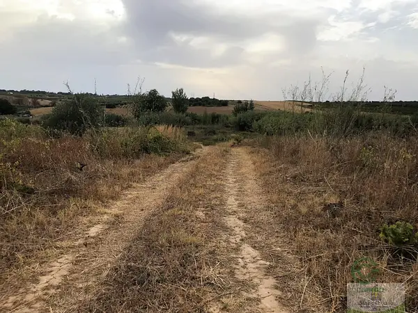Spot image