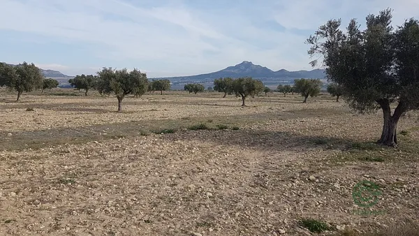 Spot image