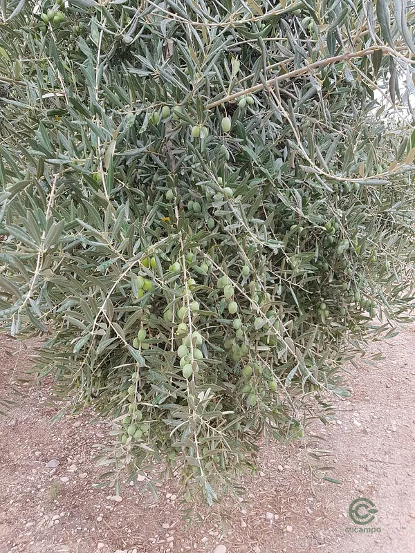 Spot image