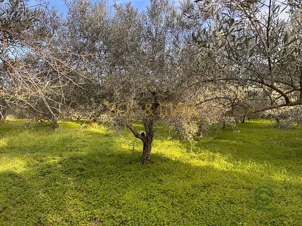 Finca rústica de 0,4717 ha en venta en Cartama, Malaga