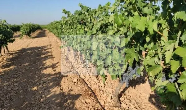 Finca agrícola de 30 ha en venta en Cózar, Ciudad real