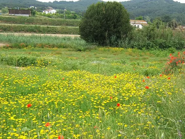 Finca rústica de 1,6 ha en venta en 