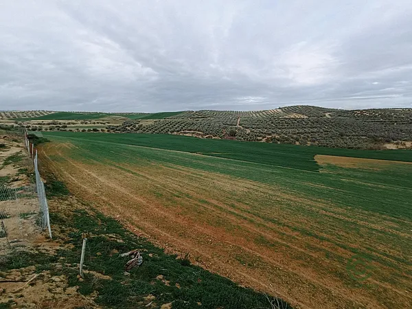 Spot image