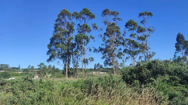 Finca rústica de 0,6 ha en venta en A, Cerceda, La Coruña