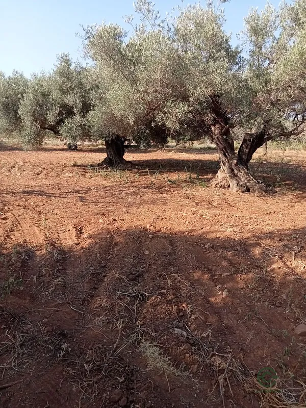 Spot image