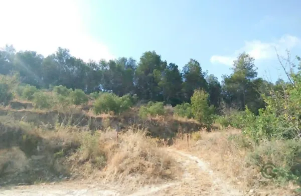Finca agrícola de 2 ha en venta en Alicante