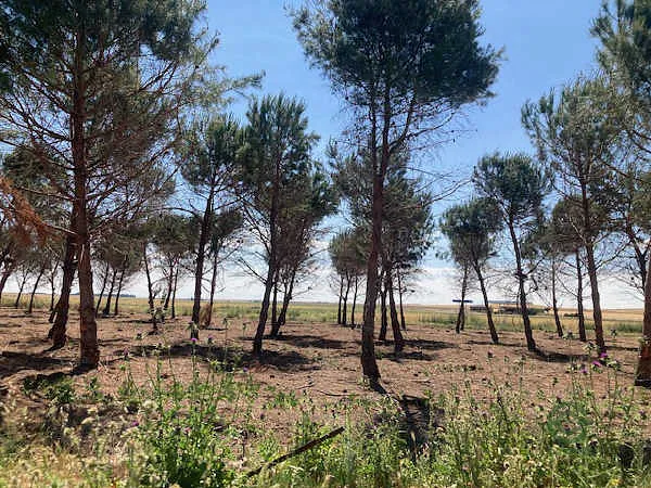 Finca rústica de 12,47 ha en venta en Rágama, Salamanca