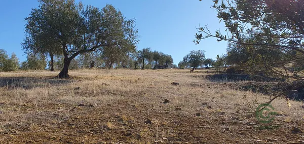 Finca agrícola de 1,5862 ha en venta en Tolox, Malaga