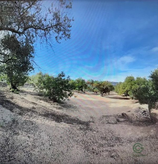 Spot image