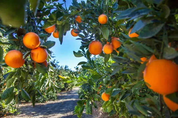 Finca agrícola de 10 ha en venta en Valencia