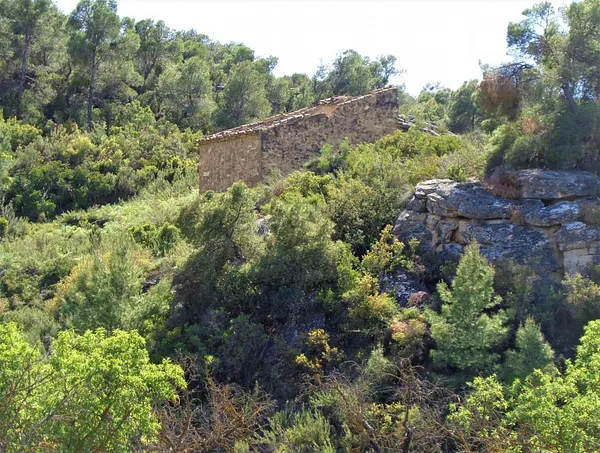 Spot image