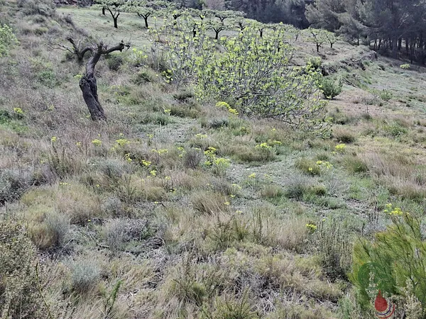 Spot image