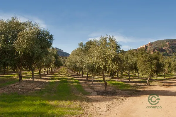 Finca agrícola de 349 ha en alquiler en Avinyonet del Penedès, Barcelona