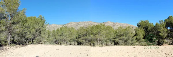 Spot image