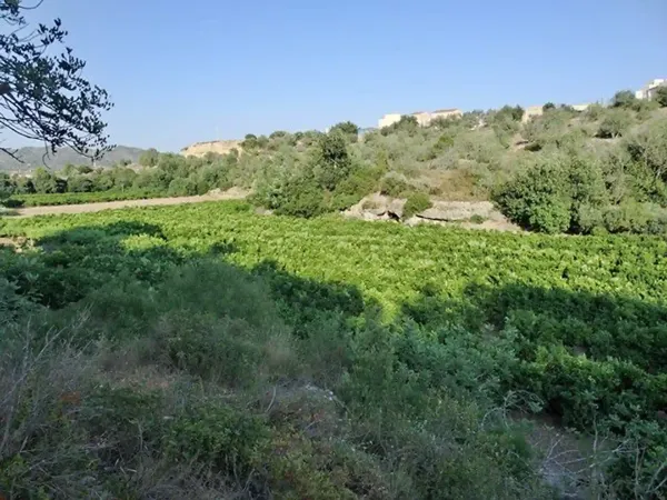 Spot image
