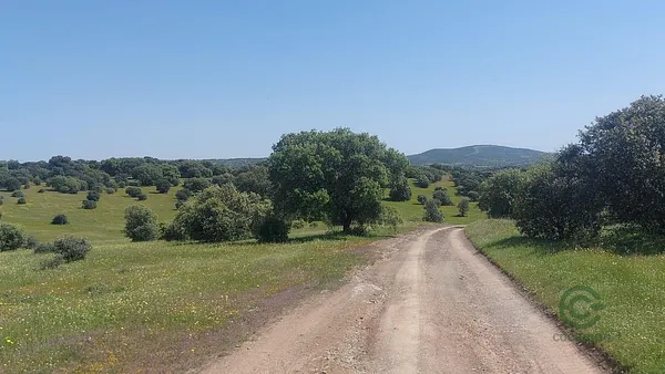 Spot image