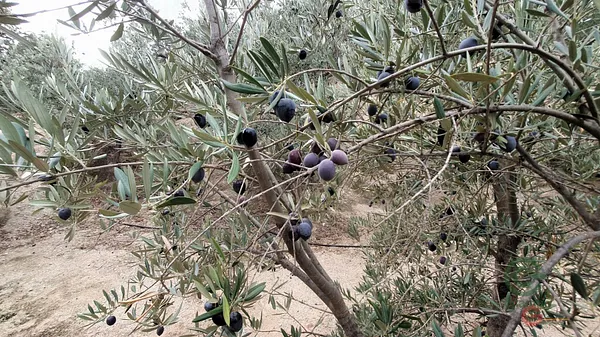 Finca agrícola de 0,66 ha en venta en Píñar, Granada