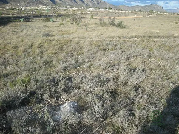 Spot image