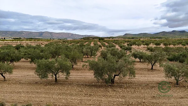 Agricultural property of 2,48 ha for sale in Alicante