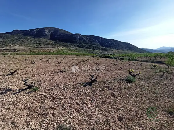 Finca agrícola de 1,1101 ha en venta en Algueña, Alicante