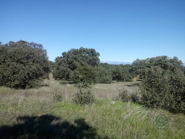 Spot image