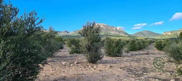 Spot image
