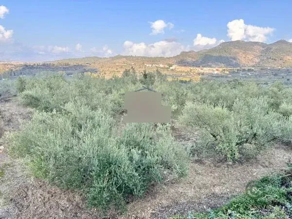 Spot image