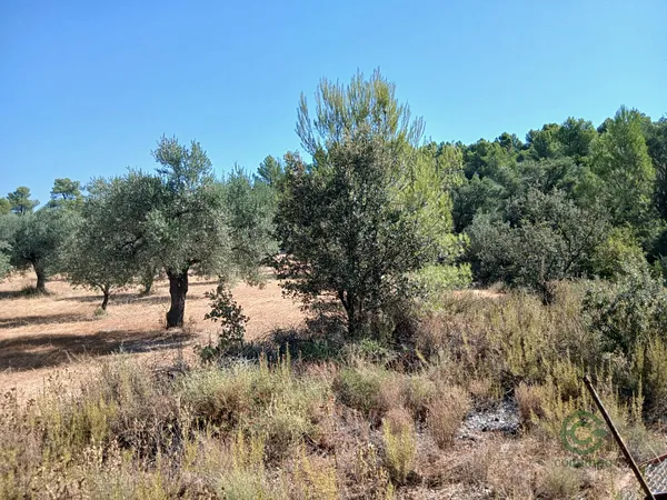 Spot image