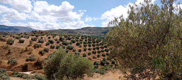 Finca rústica de 1,35 ha en venta en Priego de Córdoba, Córdoba