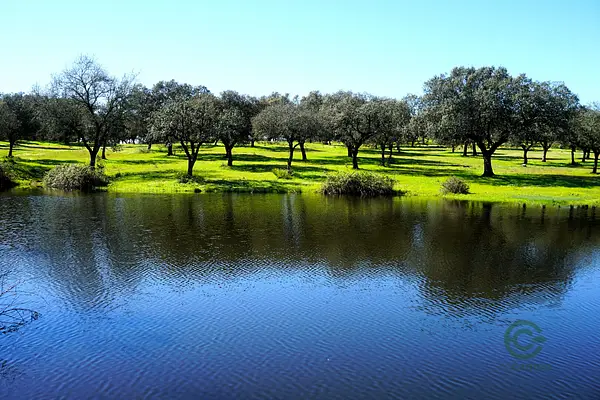 Finca ganadera de 550 ha en venta en Cáceres