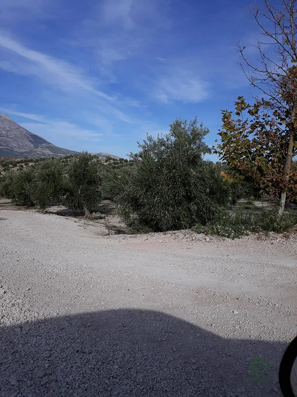 Spot image