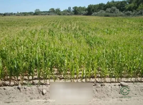 Finca agrícola de 150 ha en venta en Río negro province