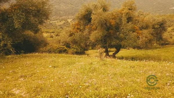 Spot image