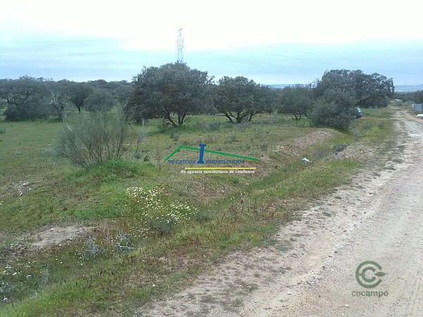 Spot image