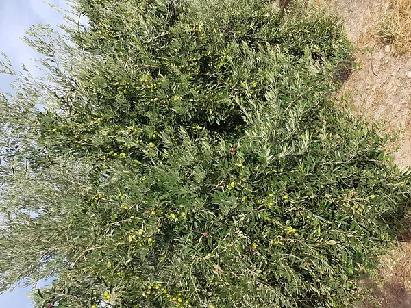 Finca agrícola de 0,53 ha en venta en Villacarrillo, Jaen