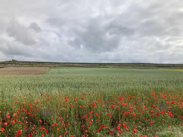 Finca rústica de 0,31 ha en venta en Arlanzón, Burgos