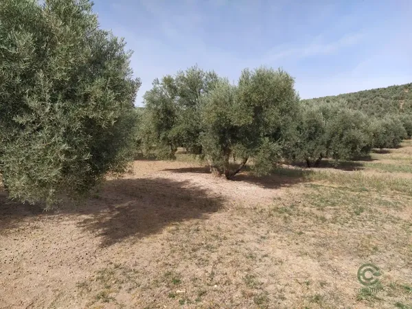 Spot image