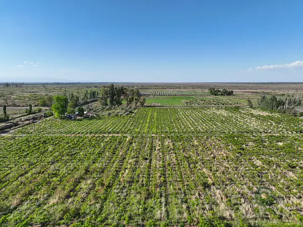 Finca agrícola de 78 ha en venta en Mendoza