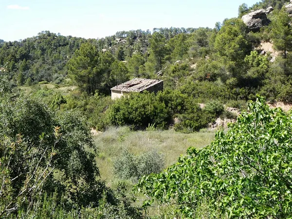 Spot image