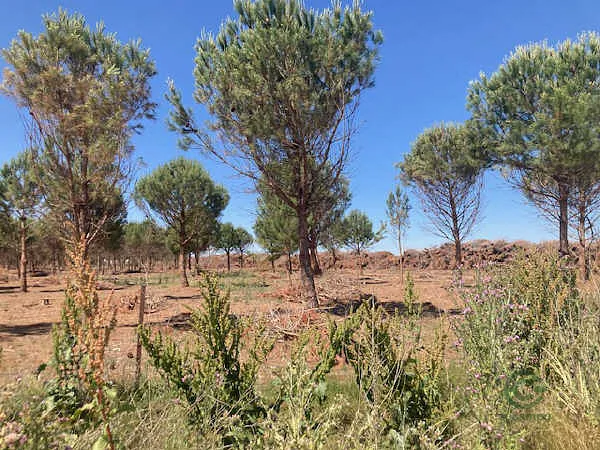 Finca rústica de 22,51 ha en venta en Rágama, Salamanca